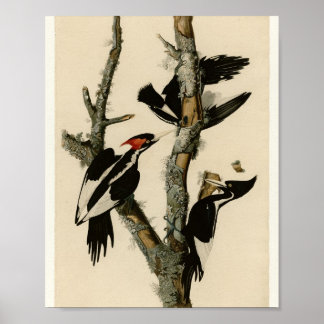 Ivory-billed Woodpecker — Audubon Plate 66 Poster