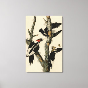 Ivory-billed Woodpecker Audubon's Birds of America Canvas Print