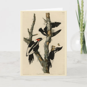 Ivory-billed Woodpecker Audubon's Birds of America Card