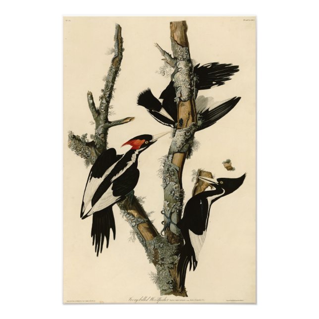 Ivory-billed Woodpecker Audubon's Birds of America Photo Print (Front)