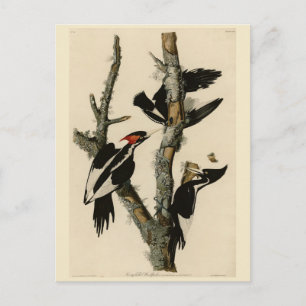 Ivory-billed Woodpecker Audubon's Birds of America Postcard