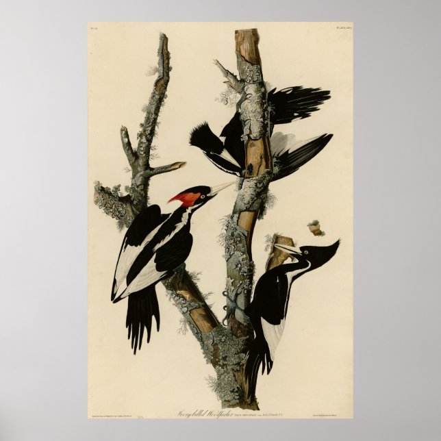 Ivory-billed Woodpecker Audubon's Birds of America Poster (Front)