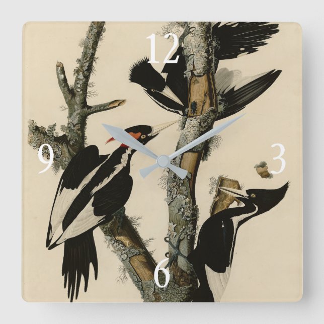 Ivory-billed Woodpecker Audubon's Birds of America Square Wall Clock (Front)