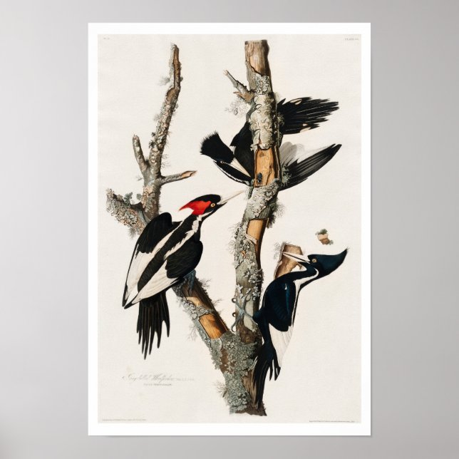 Ivory-billed Woodpecker by Audubon Poster (Front)