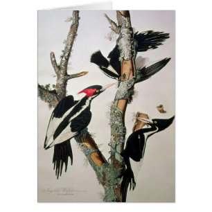 Ivory-billed Woodpecker, from 'Birds of America'