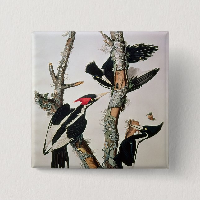 Ivory-billed Woodpecker, from 'Birds of America' 15 Cm Square Badge (Front)