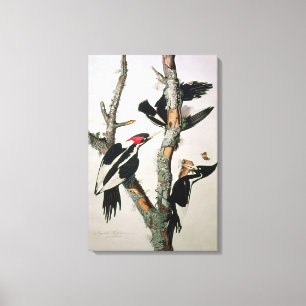Ivory-billed Woodpecker, from 'Birds of America' Canvas Print