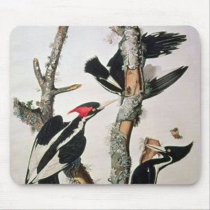 Ivory-billed Woodpecker, from 'Birds of America' Mouse Mat