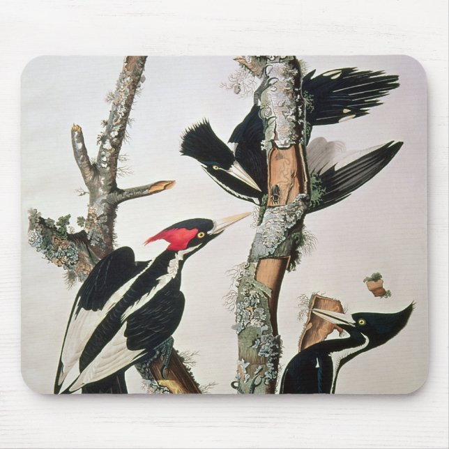 Ivory-billed Woodpecker, from 'Birds of America' Mouse Mat (Front)