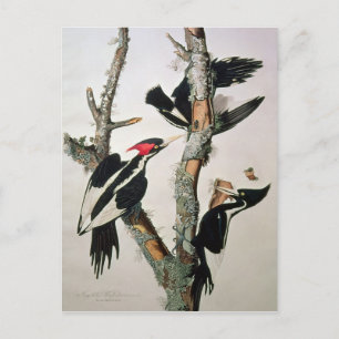 Ivory-billed Woodpecker, from 'Birds of America' Postcard