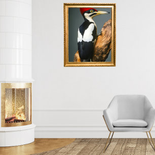 Ivory-billed Woodpecker Poster