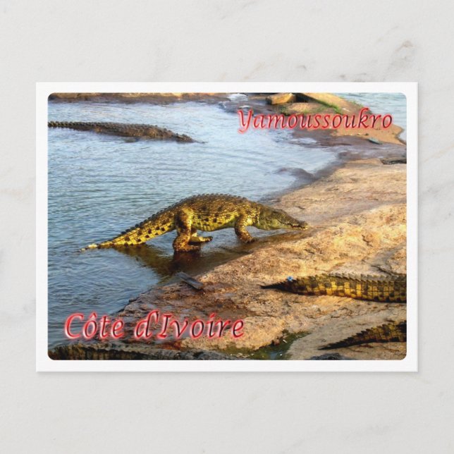 Ivory Coast - Yamoussoukro - Postcard (Front)