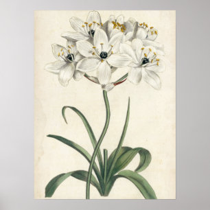 Ivory Garden Poster