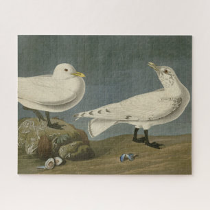 Ivory Gull - John James Audubon's Birds of America Jigsaw Puzzle