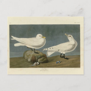 Ivory Gull - John James Audubon's Birds of America Postcard