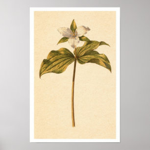 Ivory Trillium 12 x 18 Botanical Poster