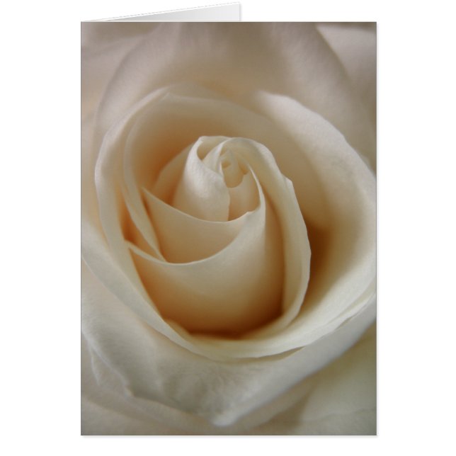 Ivory White Rose Flower (Front)