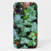 Ivy and field stone