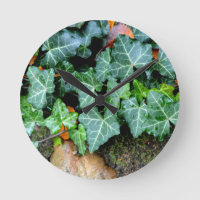 Ivy and field stone