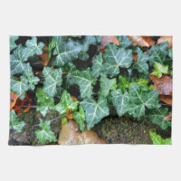 Ivy and field stone