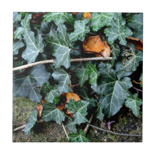 Ivy and field stone tile