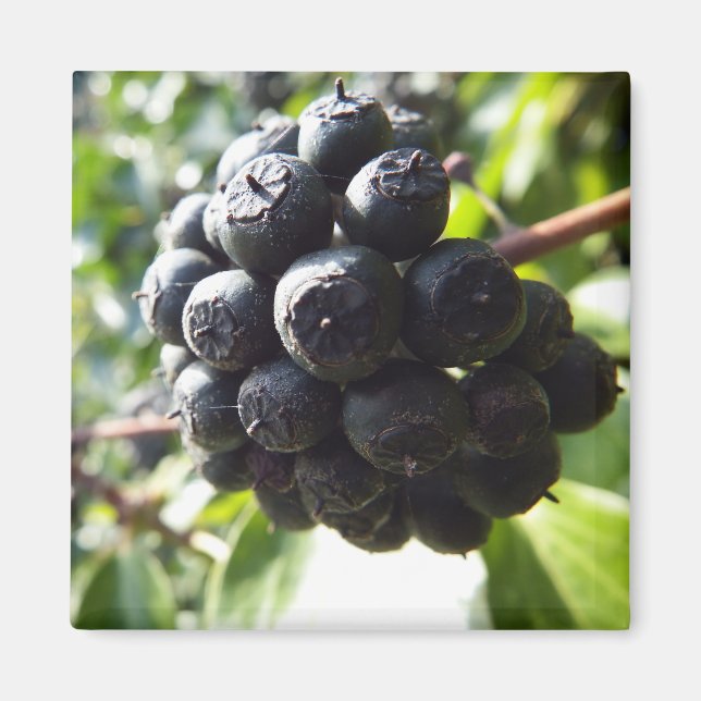 Ivy Berries Magnet (Front)
