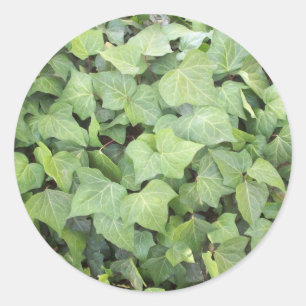 Ivy Classic Round Sticker