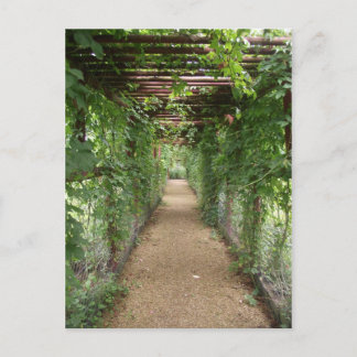 Ivy Covered Walkway Postcard