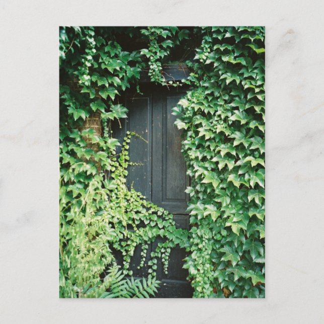 Ivy Door Postcard (Front)
