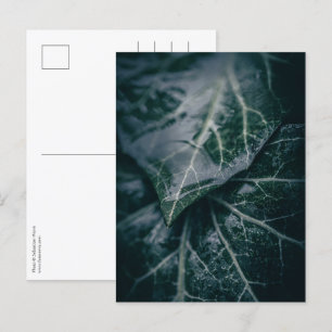 Ivy Floral Nature Photo Postcard