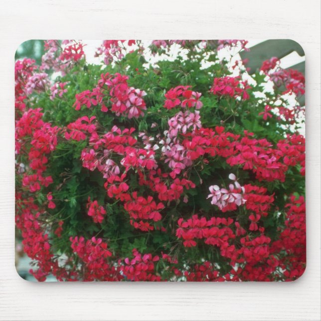 Ivy Geranium (Pelargonium Peltatum) flowers Mouse Mat (Front)
