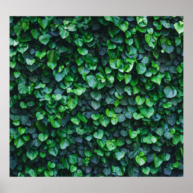 Ivy green wall: natural surface. poster (Front)