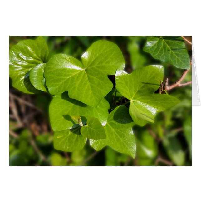 ivy in the sun (Front Horizontal)