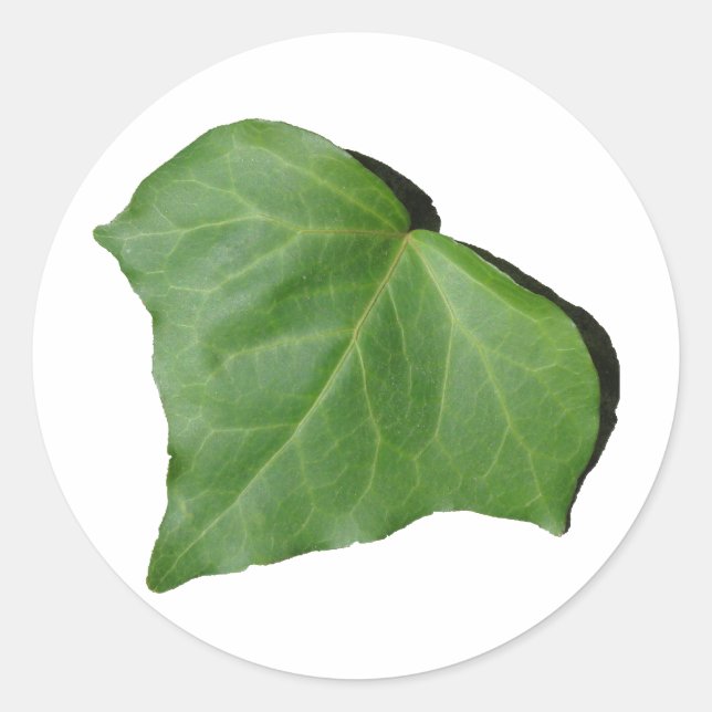 Ivy Leaf Classic Round Sticker (Front)