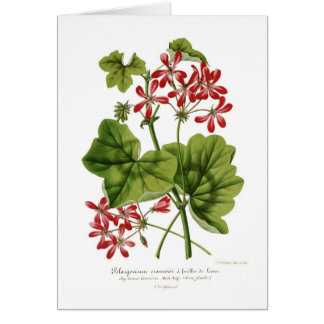 Ivy-leaf Geranium