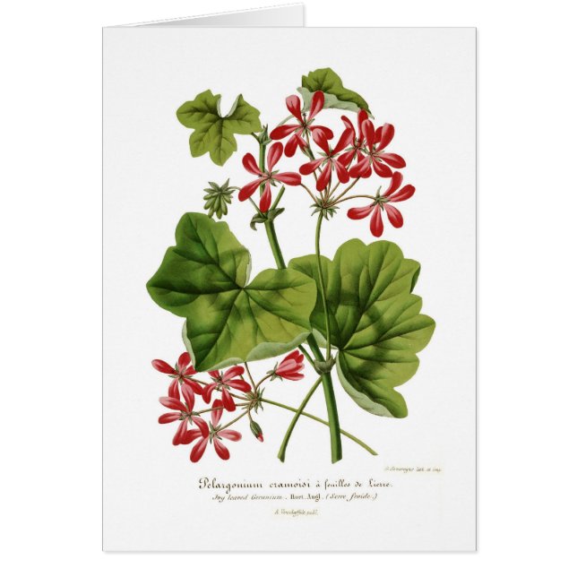 Ivy-leaf Geranium (Front)