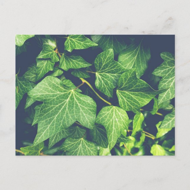 Ivy Leaf Green Leaves Postcard (Front)
