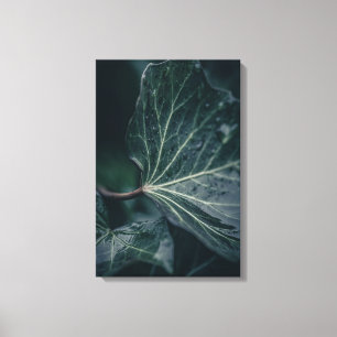 Ivy Leaf Nature Photo Canvas Print