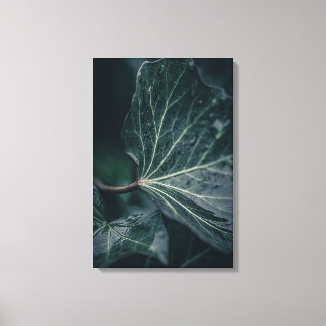 Ivy Leaf Nature Photo Canvas Print (Front)