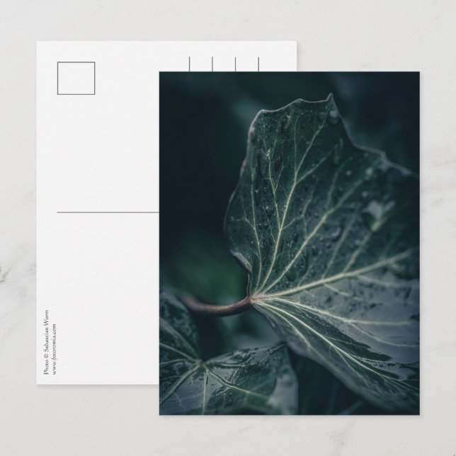 Ivy Leaf Nature Photo Postcard (Front/Back)