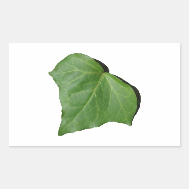Ivy Leaf Rectangular Sticker (Front)