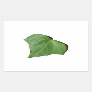 Ivy Leaf Rectangular Sticker