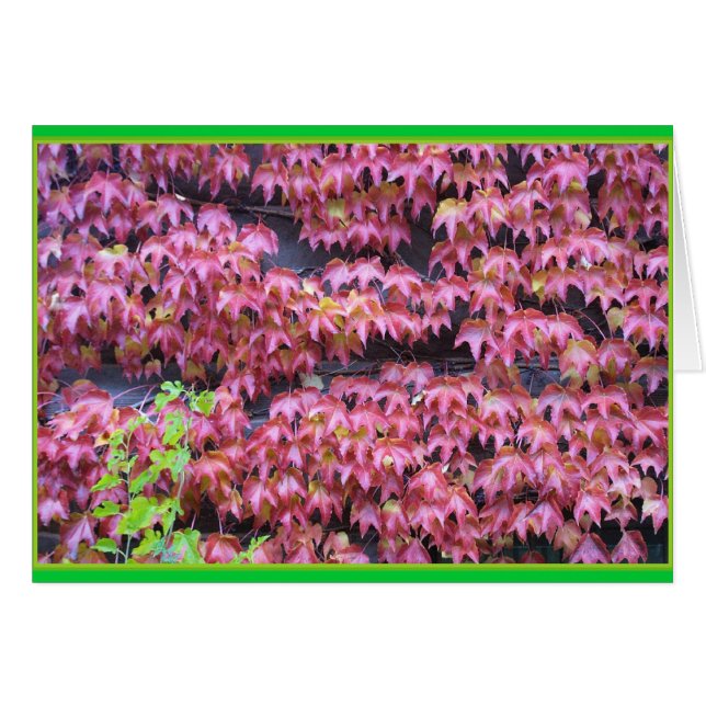 Ivy Leaques (Front Horizontal)