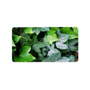 Ivy Leaves Label