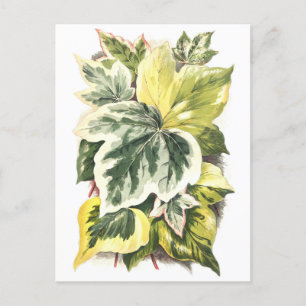 Ivy Leaves Vintage Botanical Illustration Postcard
