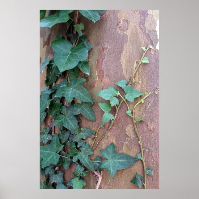 ivy on tree poster (Front)