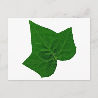 Ivy Postcard