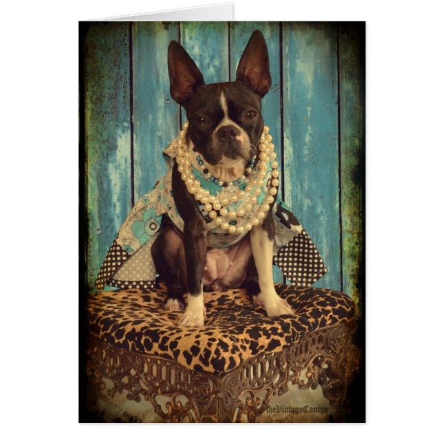 Ivy the Boston Terrier (Front)