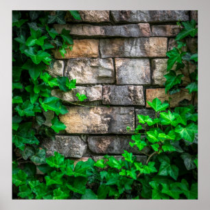 Ivy vine leaf plant broadleaf poster