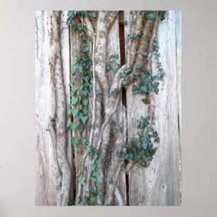 Ivy & Vines on Wood Fence Poster